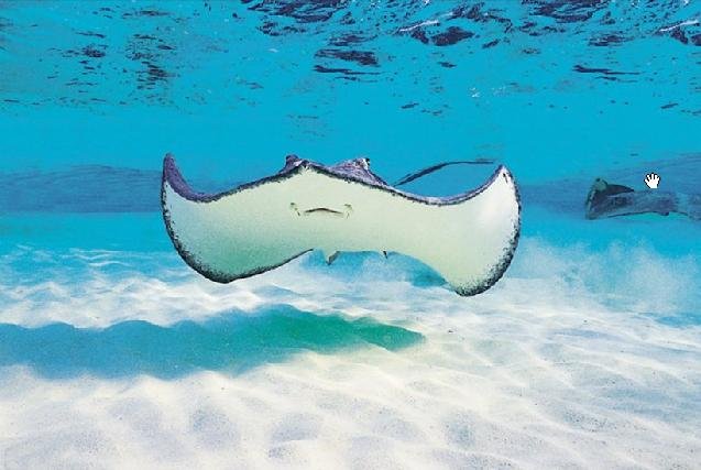 Sea life Ray